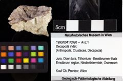 Foto (Objket + Etiketten) von Decapoda indet. 